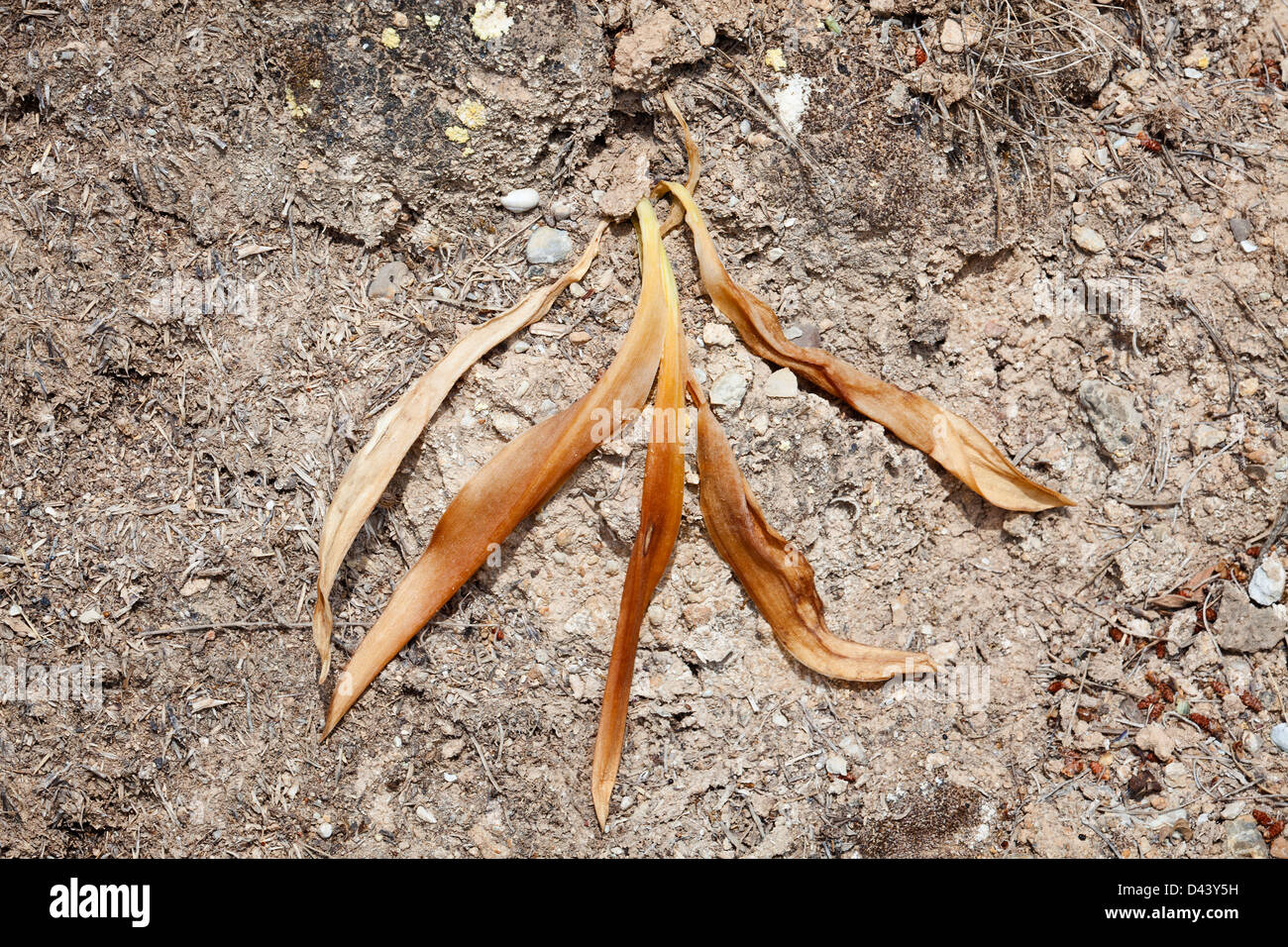 Pianta morta in una zona asciutta Foto Stock