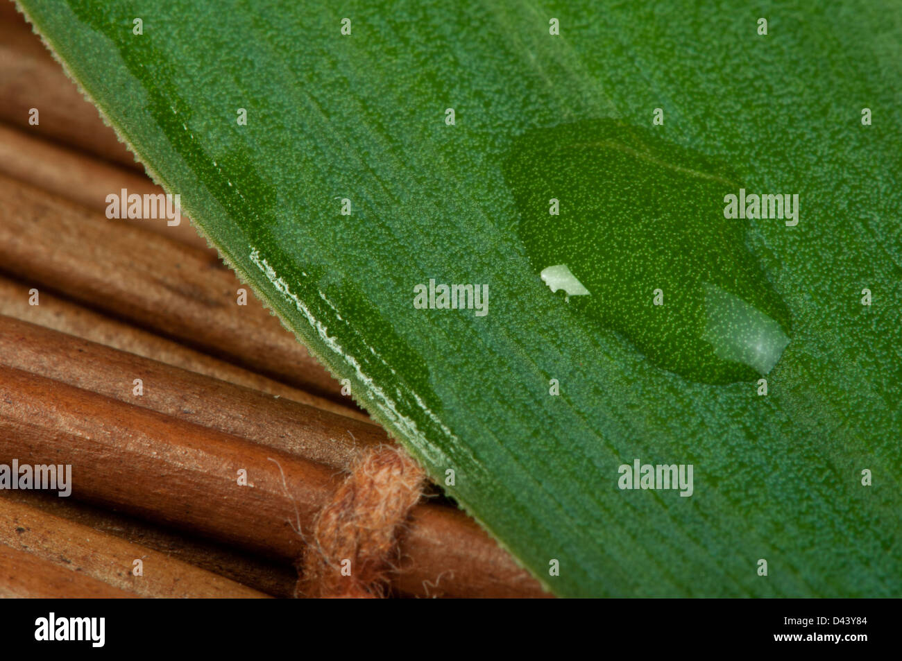 Foglia verde di sfondo e scende da vicino Foto Stock