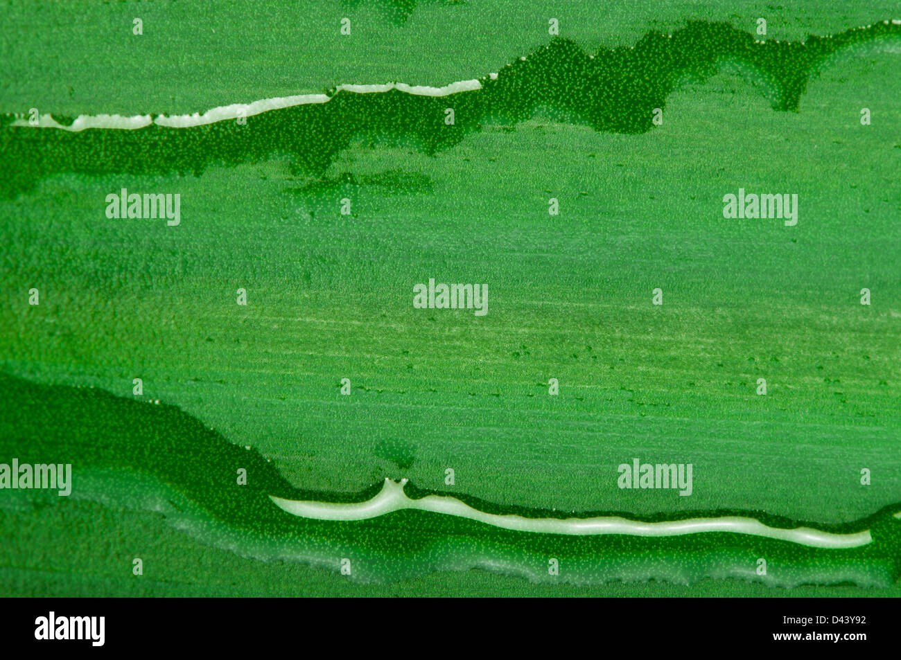 Foglia verde di sfondo e scende da vicino Foto Stock