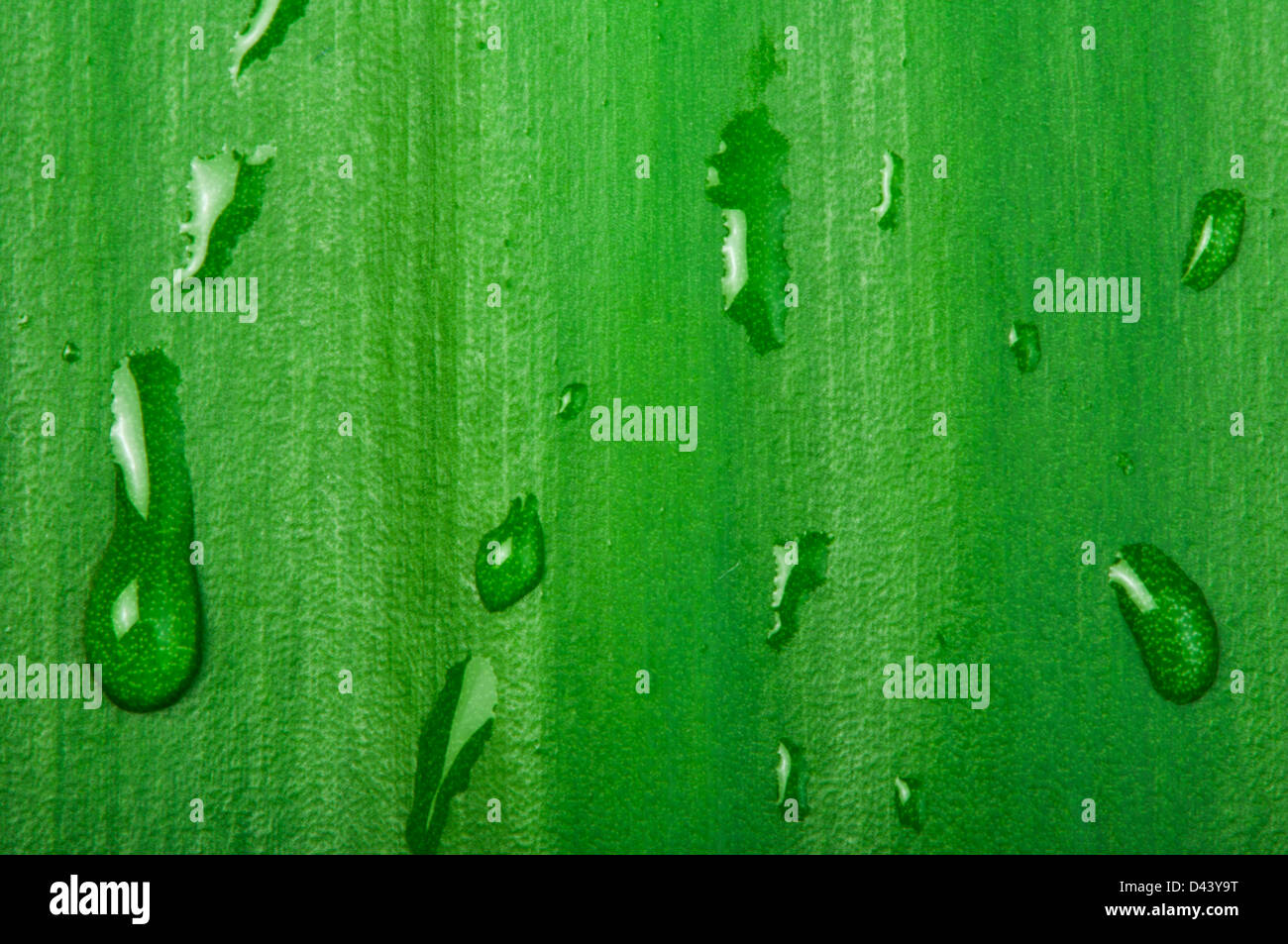 Foglia verde di sfondo e scende da vicino Foto Stock