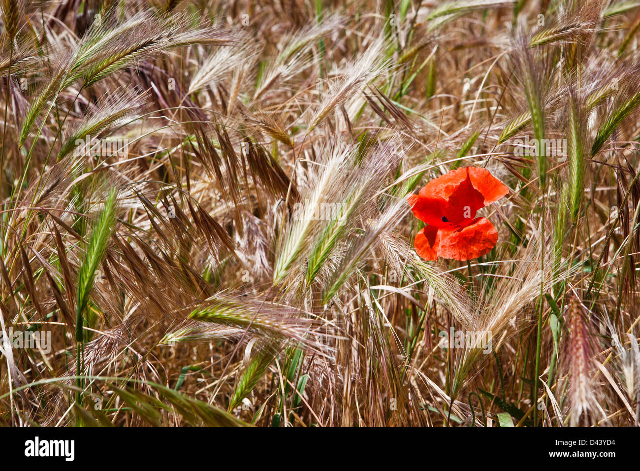 Un singolo papavero rosso in un campo di grano Foto Stock
