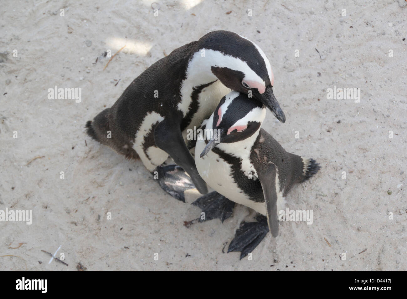 Protettivo, amorevole momento del pinguino! Foto Stock