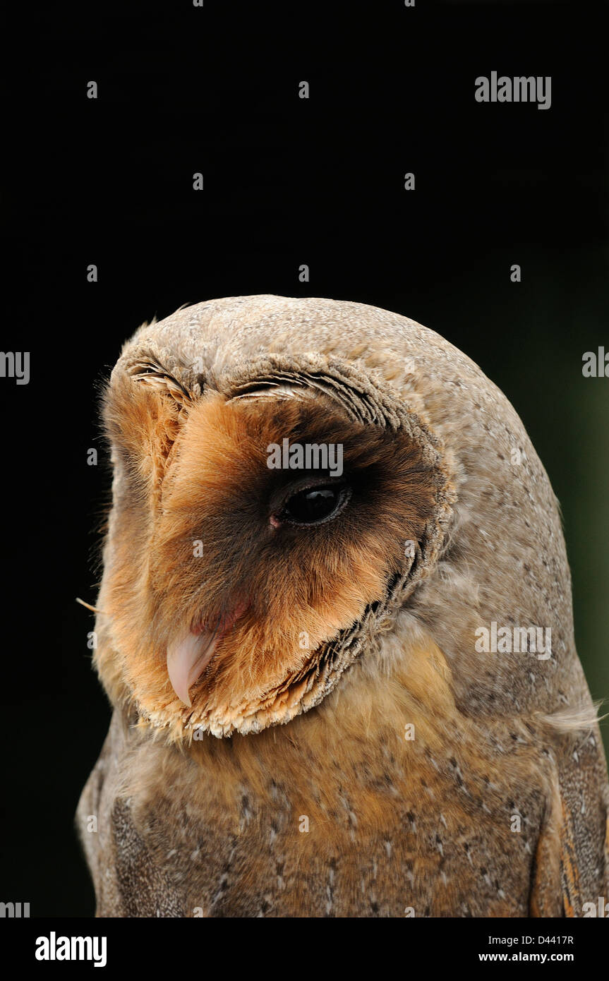 Melanistic Barbagianni (Tyto alba) ritratto di adulto, captive, Inghilterra, Luglio Foto Stock