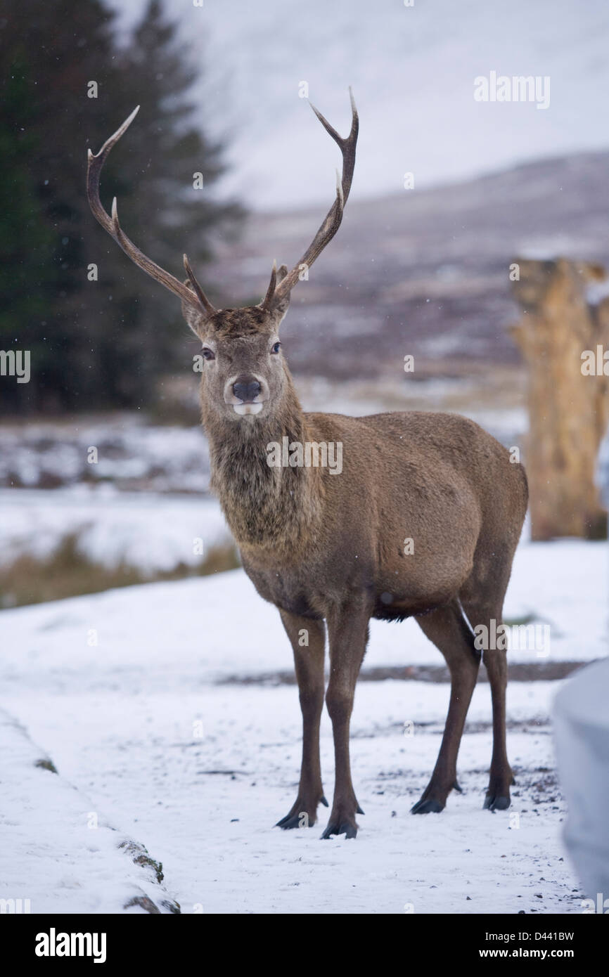 Maschio rosso cervo vicino a Glencoe Scozia. Foto Stock