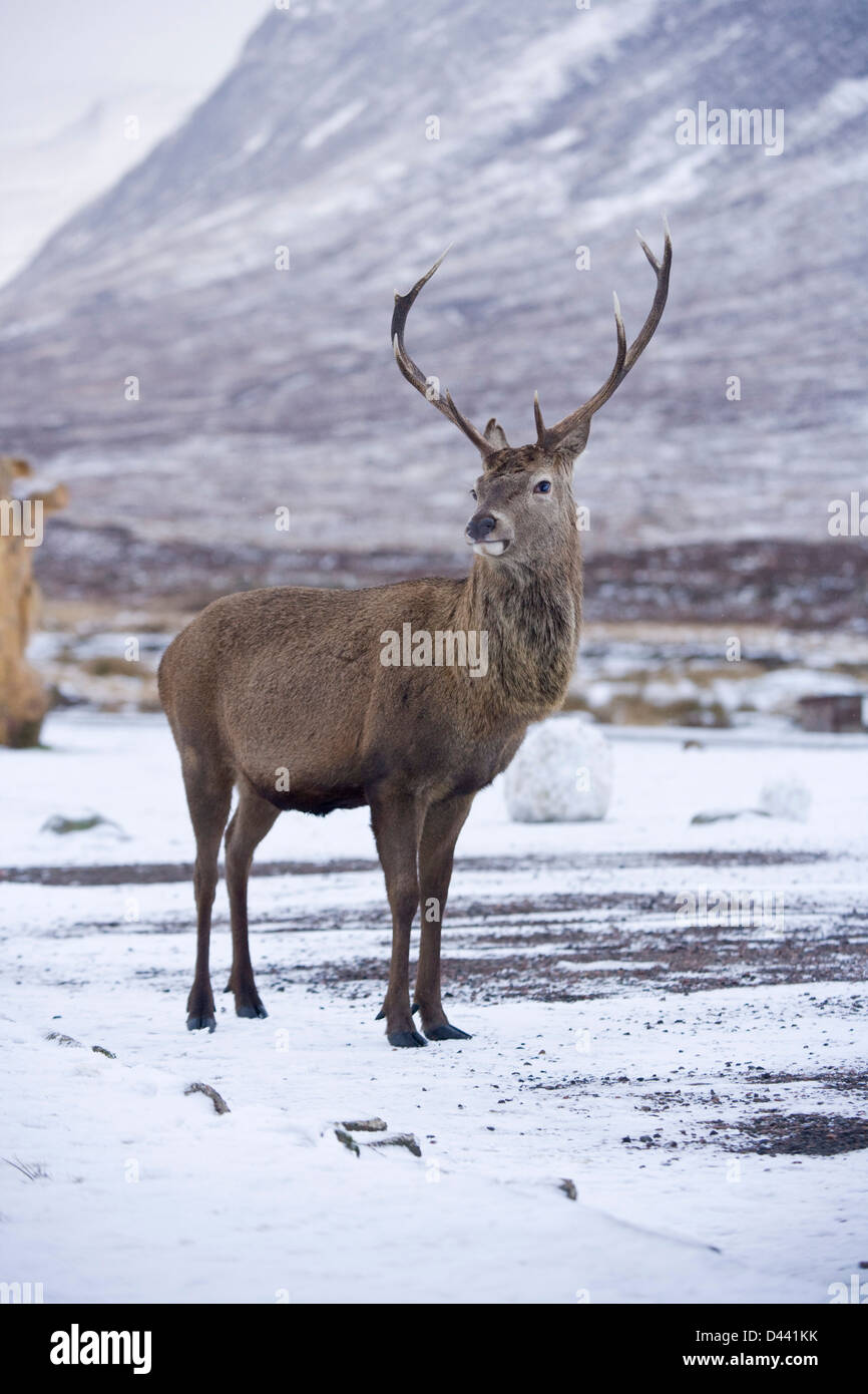 Maschio rosso cervo vicino a Glencoe Scozia. Foto Stock