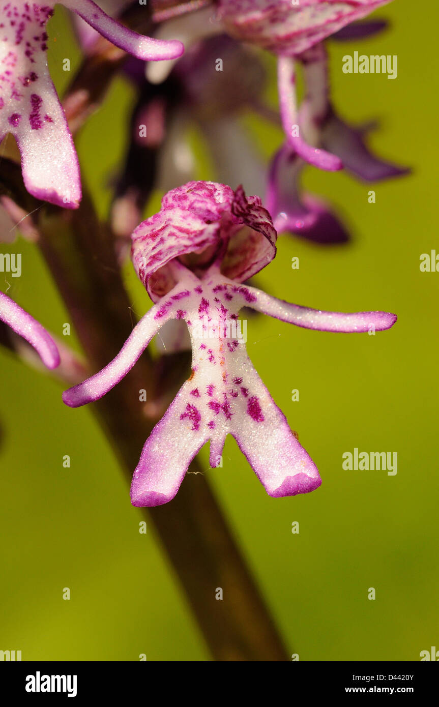 Signora/Orchide omiciattolo ibrido (Orchid purpurea x simia) Hartslock, Oxfordshire, Inghilterra, può Foto Stock