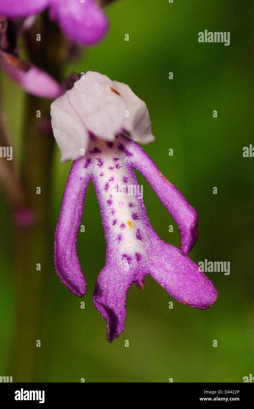 Orchidea militare (Orchis militaris) close-up di fiore singolo, Buckinghamshire, Inghilterra, può Foto Stock