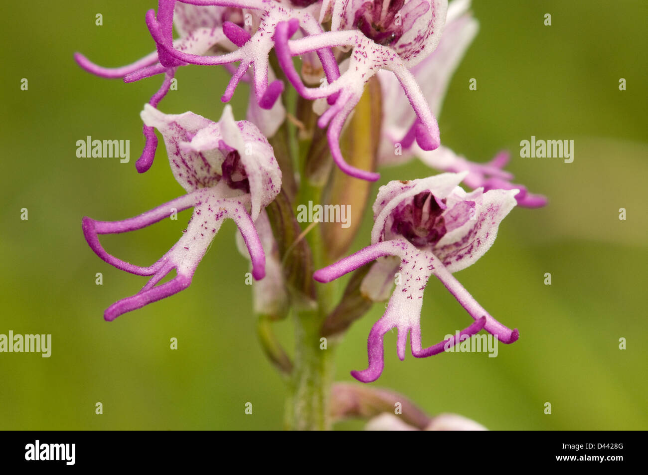 Orchide omiciattolo (Orchis simia) close-up di fiori, Oxfordshire, Inghilterra, può Foto Stock
