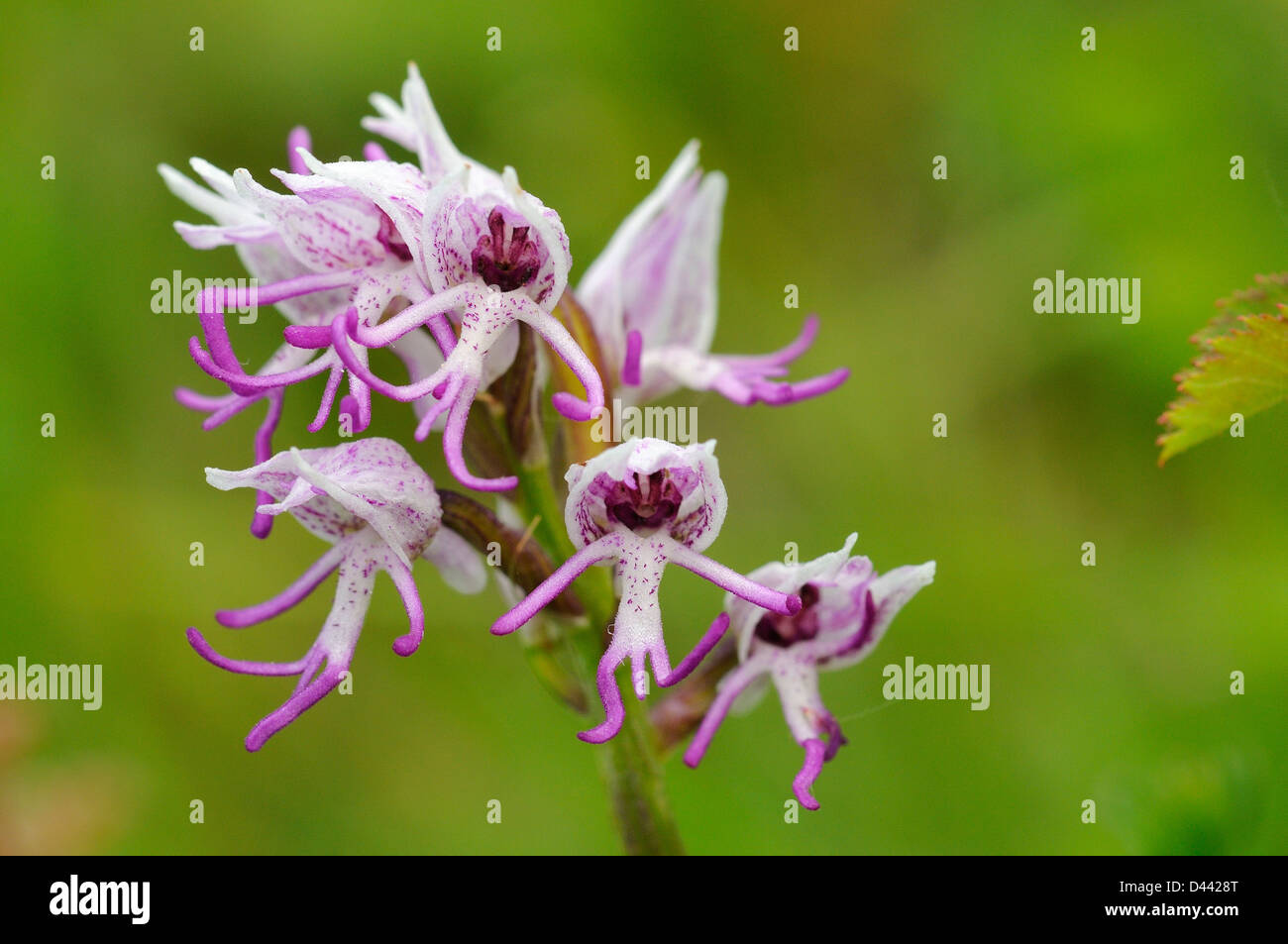 Orchide omiciattolo (Orchis simia) close-up di fiori, Oxfordshire, Inghilterra, può Foto Stock