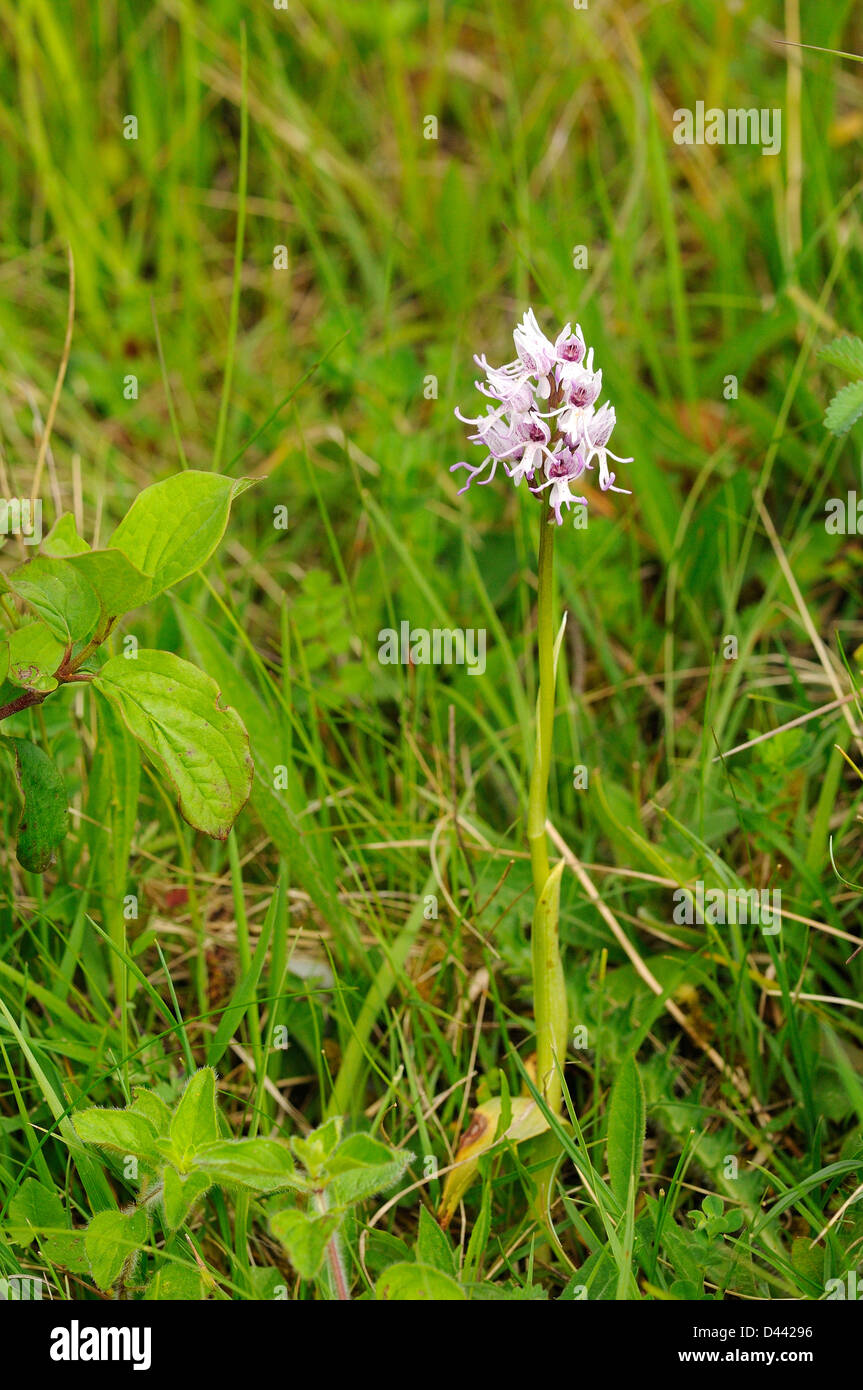 Orchide omiciattolo (Orchis simia) Oxfordshire, Inghilterra, può Foto Stock