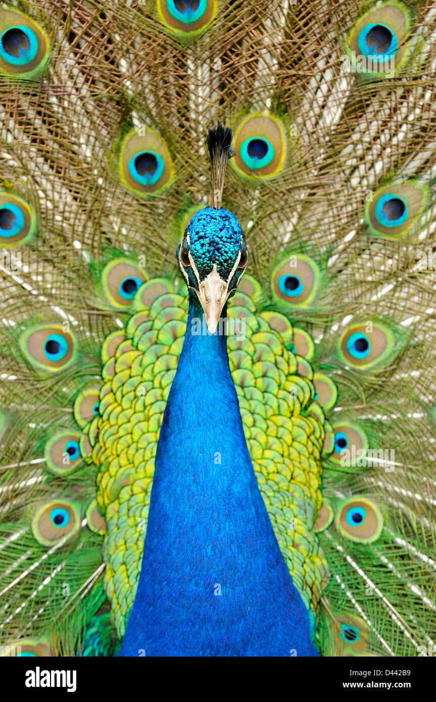 Peafowl indiano (Pavia cristatus) close-up dei maschi di visualizzazione, captive, Inghilterra, Luglio Foto Stock