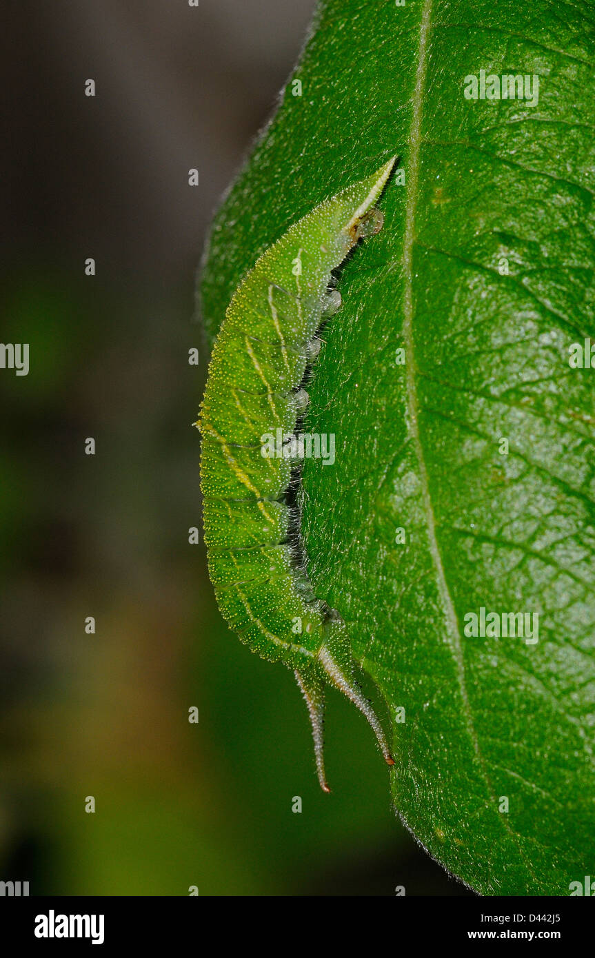 Viola Imperatore Butterfly (Apatura iris) larva alimentando il salicone, Oxfordshire, Inghilterra, Aprile Foto Stock