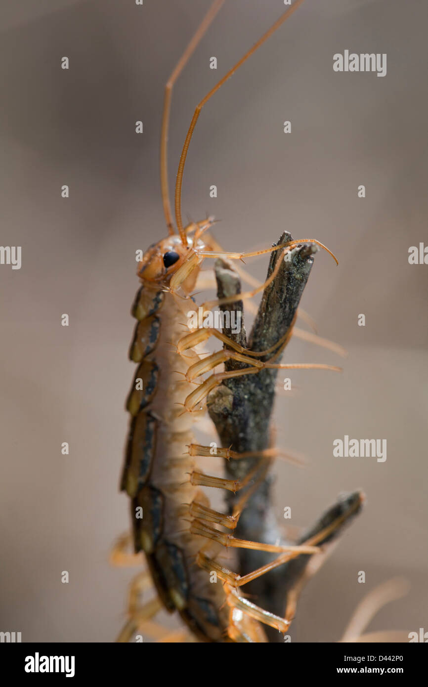 House centipede. La scutigera Foto Stock