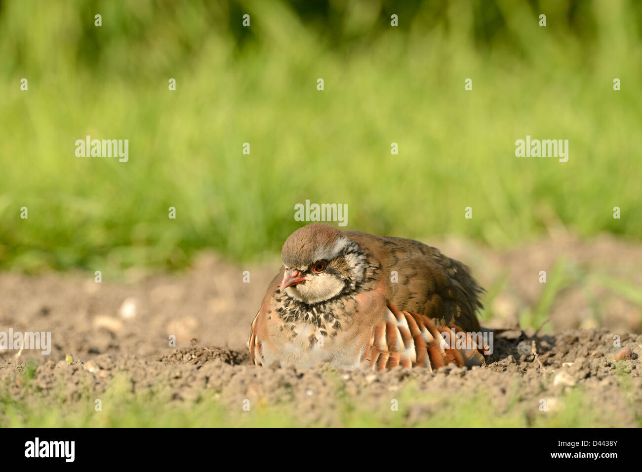 Pernici rosse (Alectoris rufa) seduto sul terreno, arruffamento delle piume, Oxfordshire, Inghilterra, Settembre Foto Stock