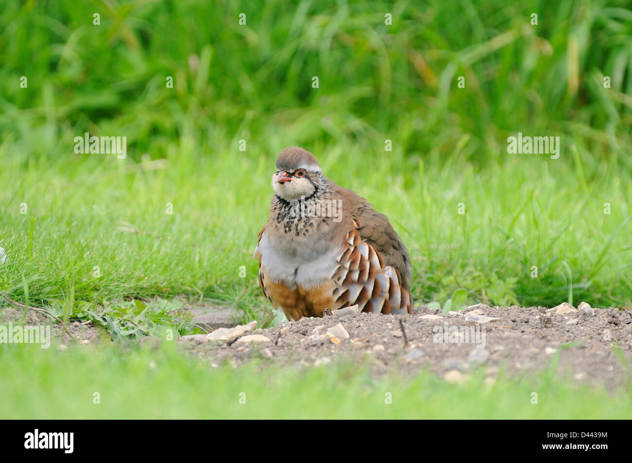 Pernici rosse (Alectoris rufa) sul suolo, arruffamento delle piume, Oxfordshire, Inghilterra, Agosto Foto Stock