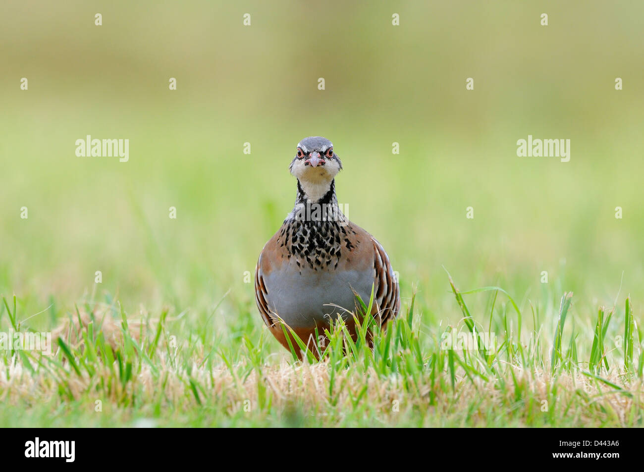 Pernici rosse (Alectoris rufa) passeggiate attraverso il campo erboso, Oxfordshire, Inghilterra, Settembre Foto Stock