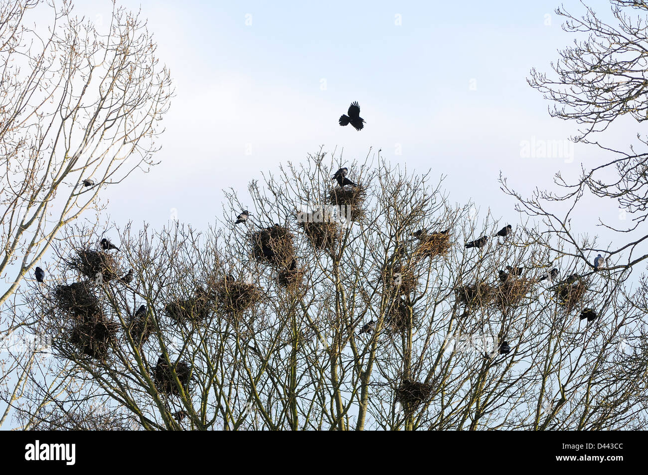 Rook (Corvus frugilegus) in volo sopra il Rookery, Oxfordshire, Inghilterra, Marzo Foto Stock