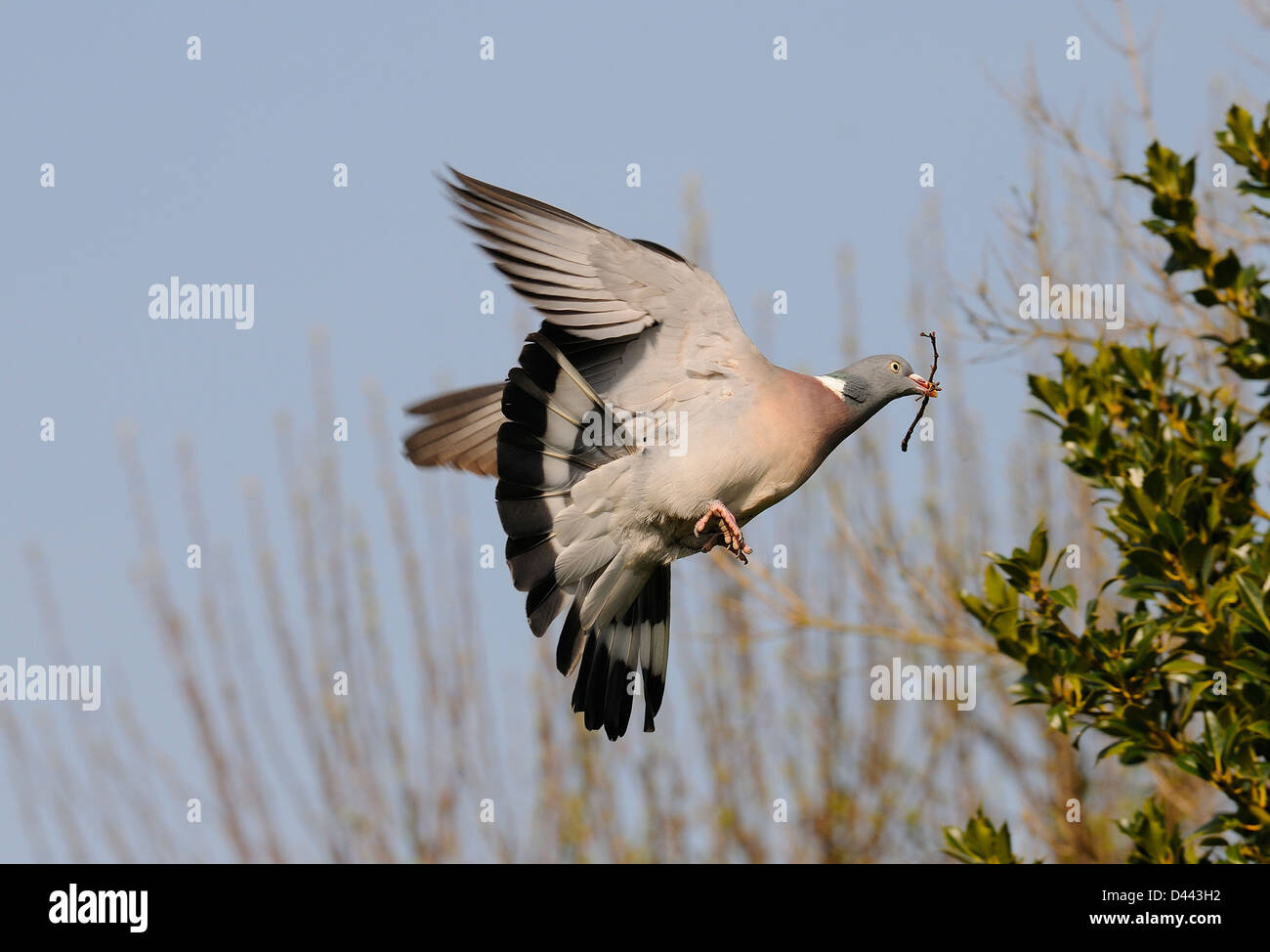 Woodpigeon (Columba palumbus) in volo con materiale di nidificazione, Oxfordshire, Inghilterra, Marzo Foto Stock