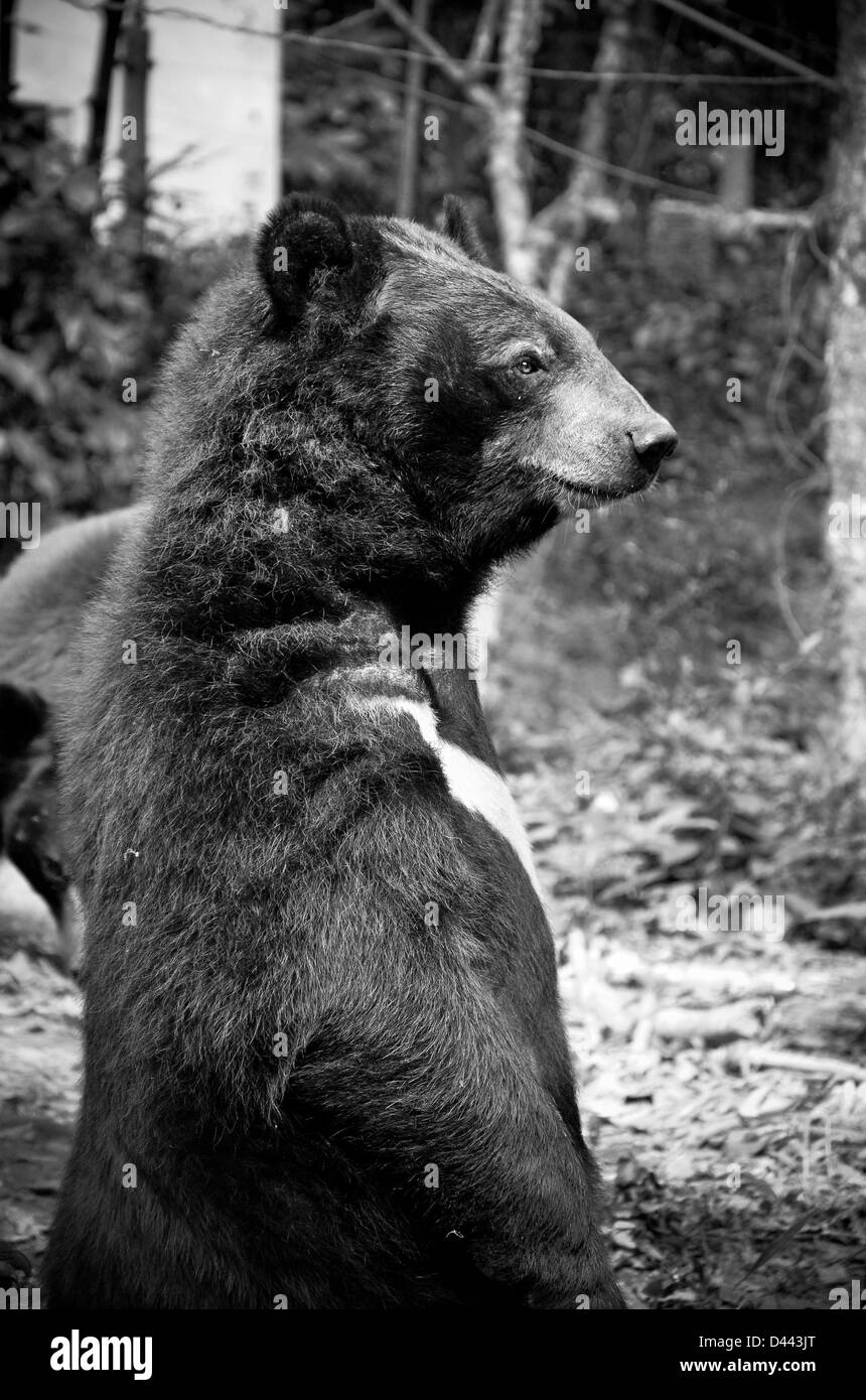 Bear salvato dalla caccia di frodo presso le cascate di Kuang Si riserva di orso, Laos Foto Stock