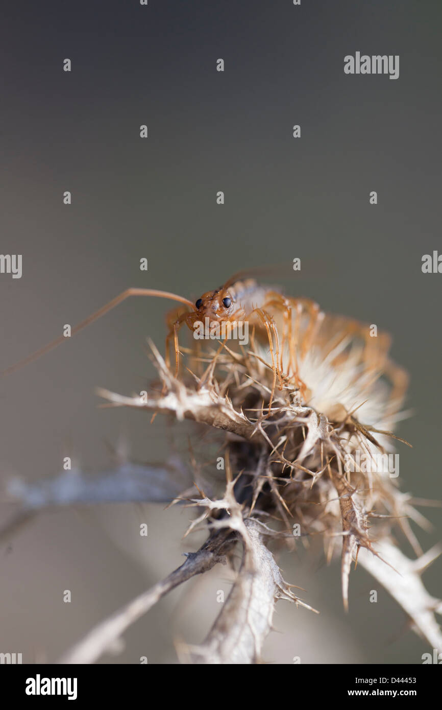 Casa (centipede La scutigera) sorge sulle spine di un thistle. Foto Stock