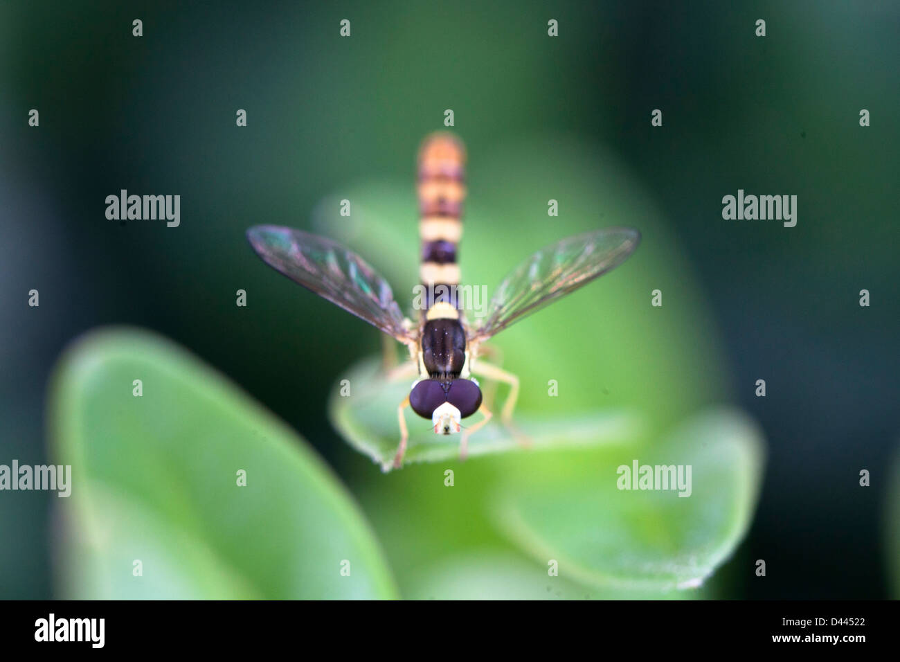Close-up di hover fly -Episyrphus syrph. Questo piccolo insetto è un fly che si veste come una Vespa per proteggersi dai predatori. Foto Stock