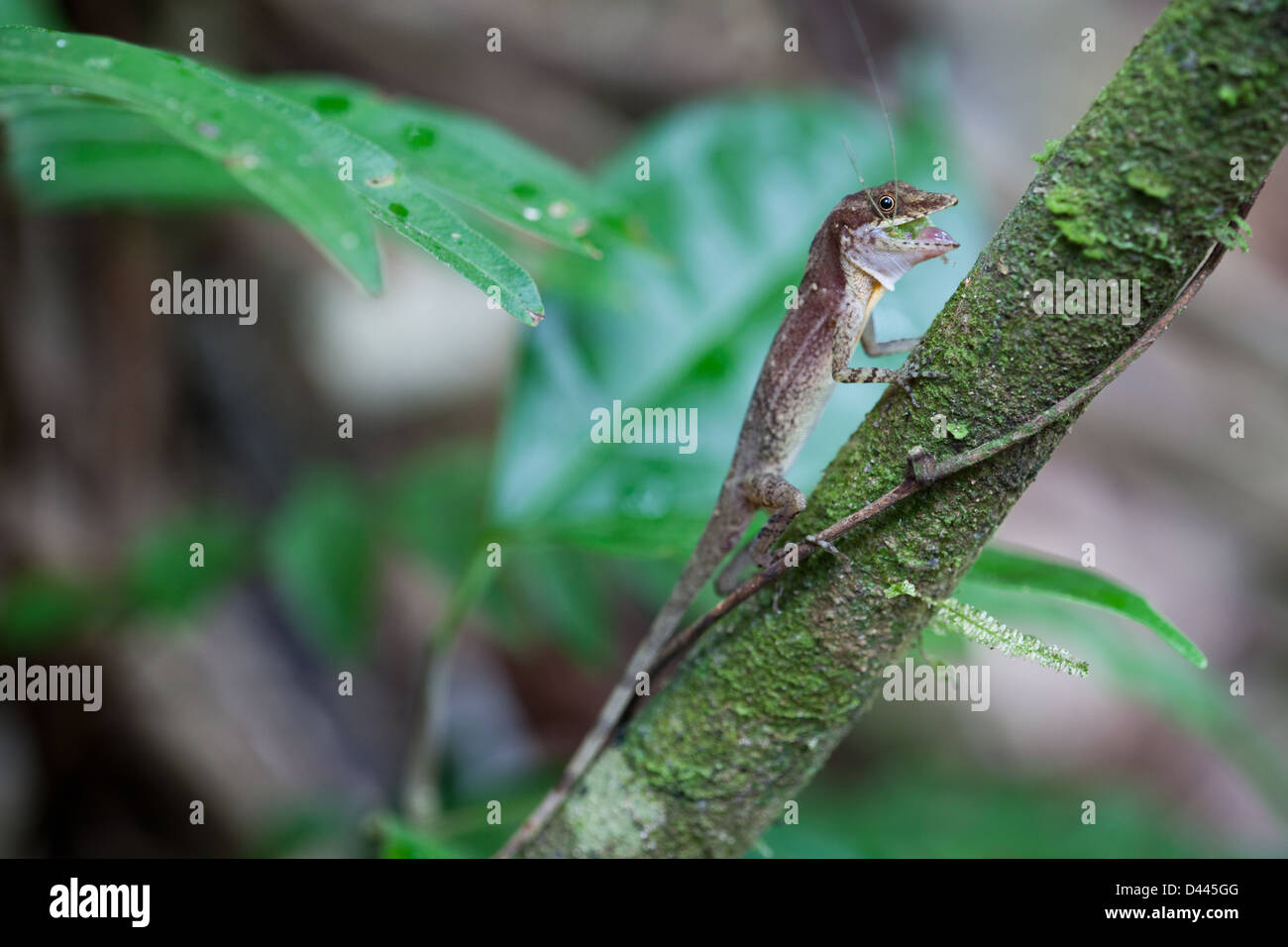Anole lizard a Gamboa nel parco nazionale di Soberania, Repubblica di Panama. Foto Stock