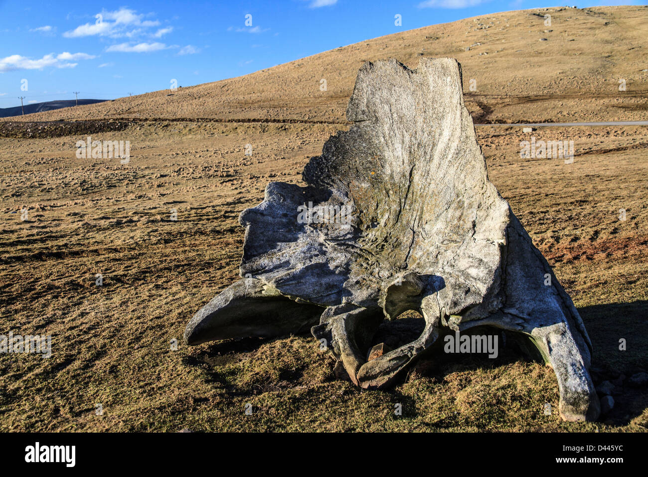 L'osso di un capodoglio a Sumburgh Head, isole Shetland, Scozia Foto Stock