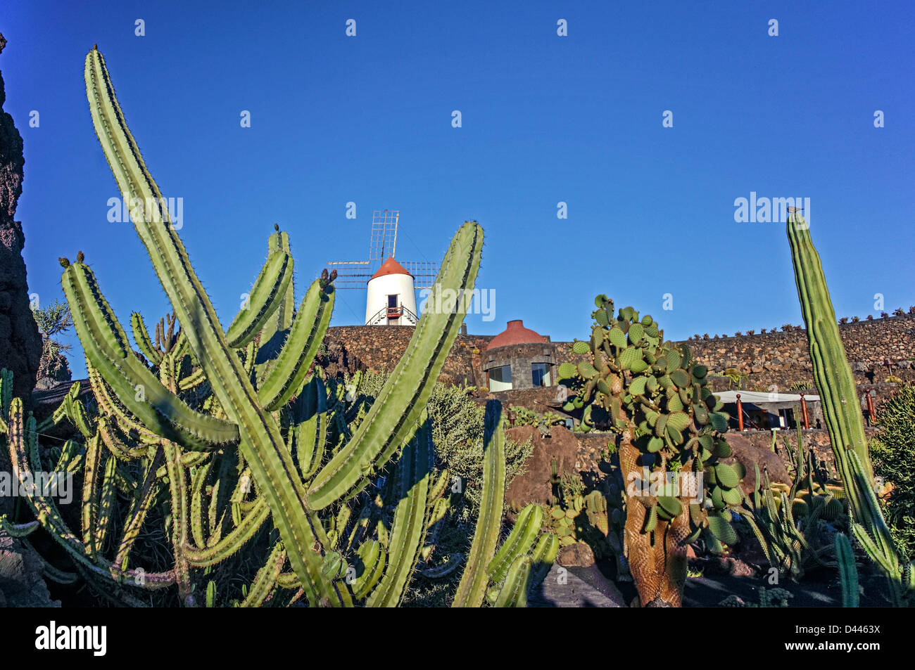 Jardin de Cactus , il giardino dei Cactus, Guatiza, Lanzarote, Isole Canarie, Spagna Foto Stock