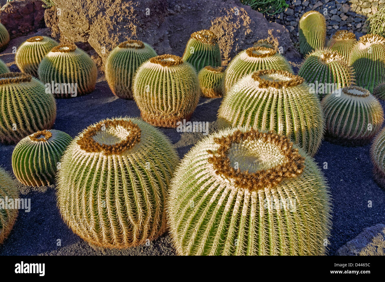 Golden Barrel Cactus, Jardin de Cactus , Guatiza, Lanzarote, Isole Canarie, Spagna Foto Stock