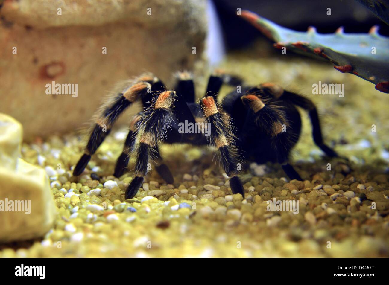 Una tarantola messicana, la più conosciuta, è raffigurata nel suo terrarium a Biosphäre Potsdam, Germania, 6 giugno 2011. Fotoarchiv für ZeitgeschichteS.Steinach Foto Stock