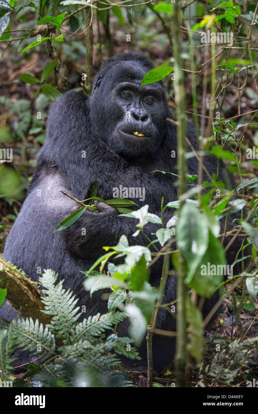 Gorilla di Montagna nella foresta, la foresta impenetrabile di Bwindi, Uganda Foto Stock