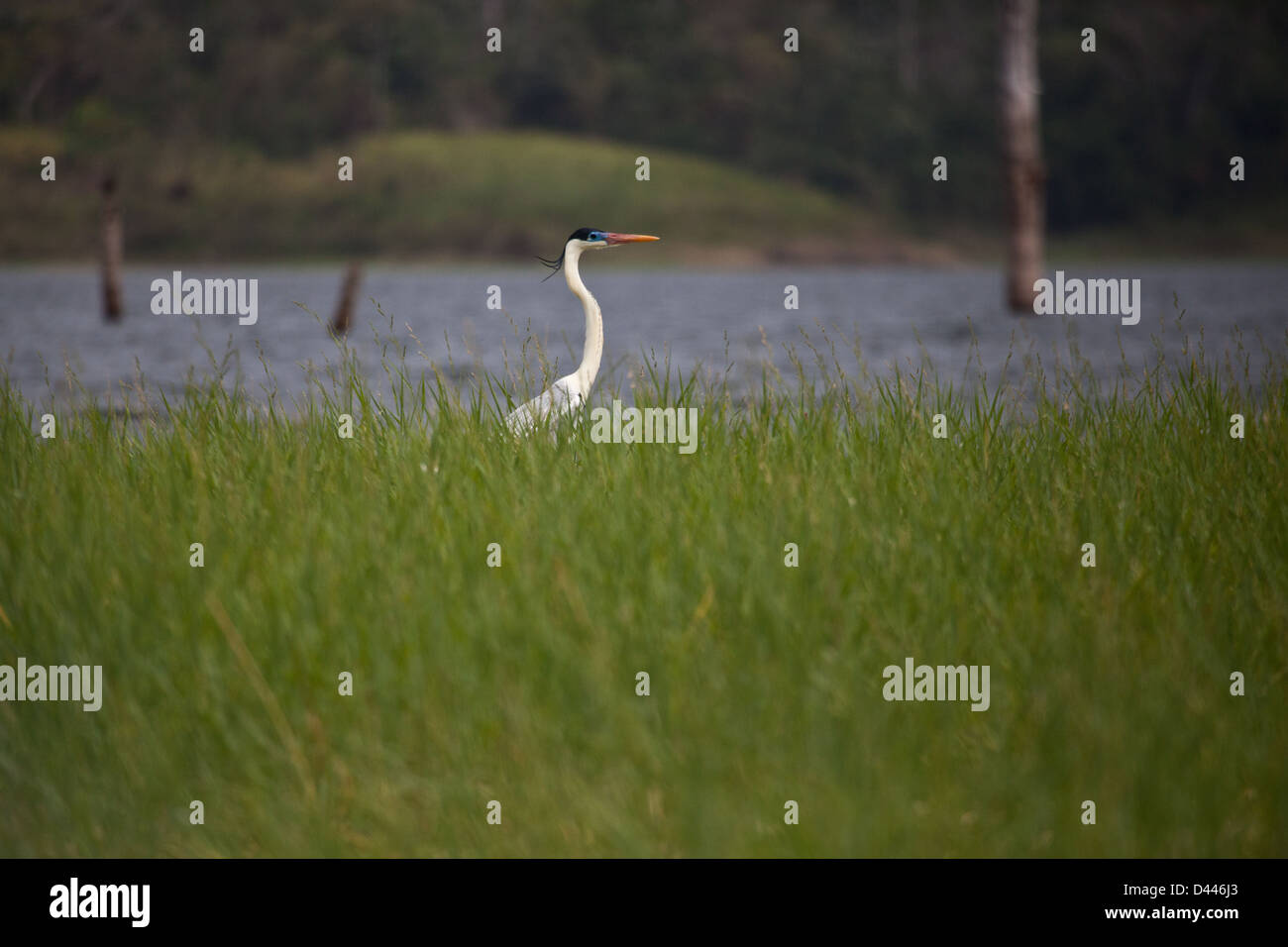 Airone Cocoi, sci.name; Ardea cocoi, in Lago Bayano (lago), provincia di Panama, Repubblica di Panama Foto Stock