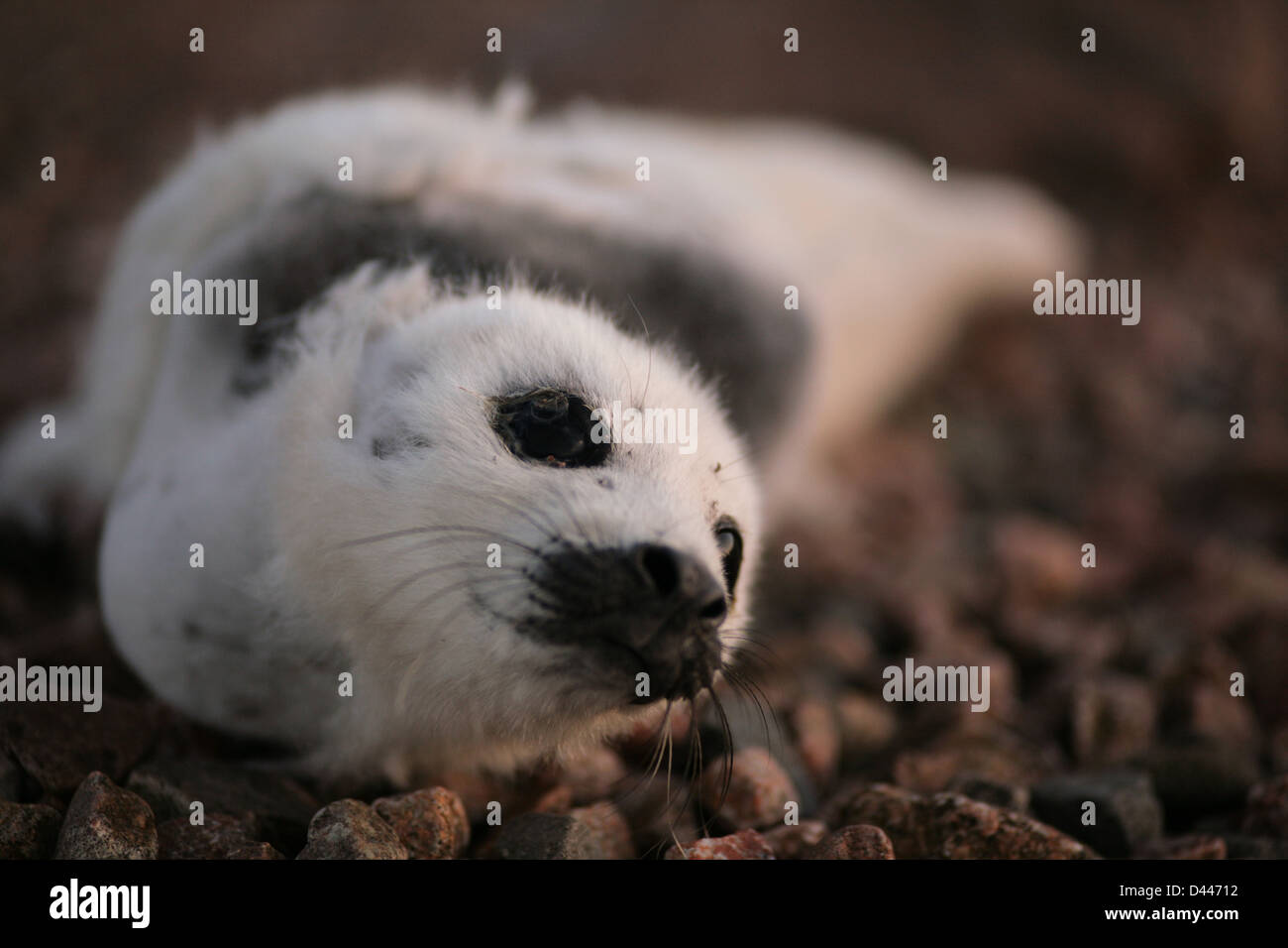 Un bambino guarnizione ARPA stabilisce su una spiaggia rocciosa. Englishtown, Nova Scotia. Foto Stock