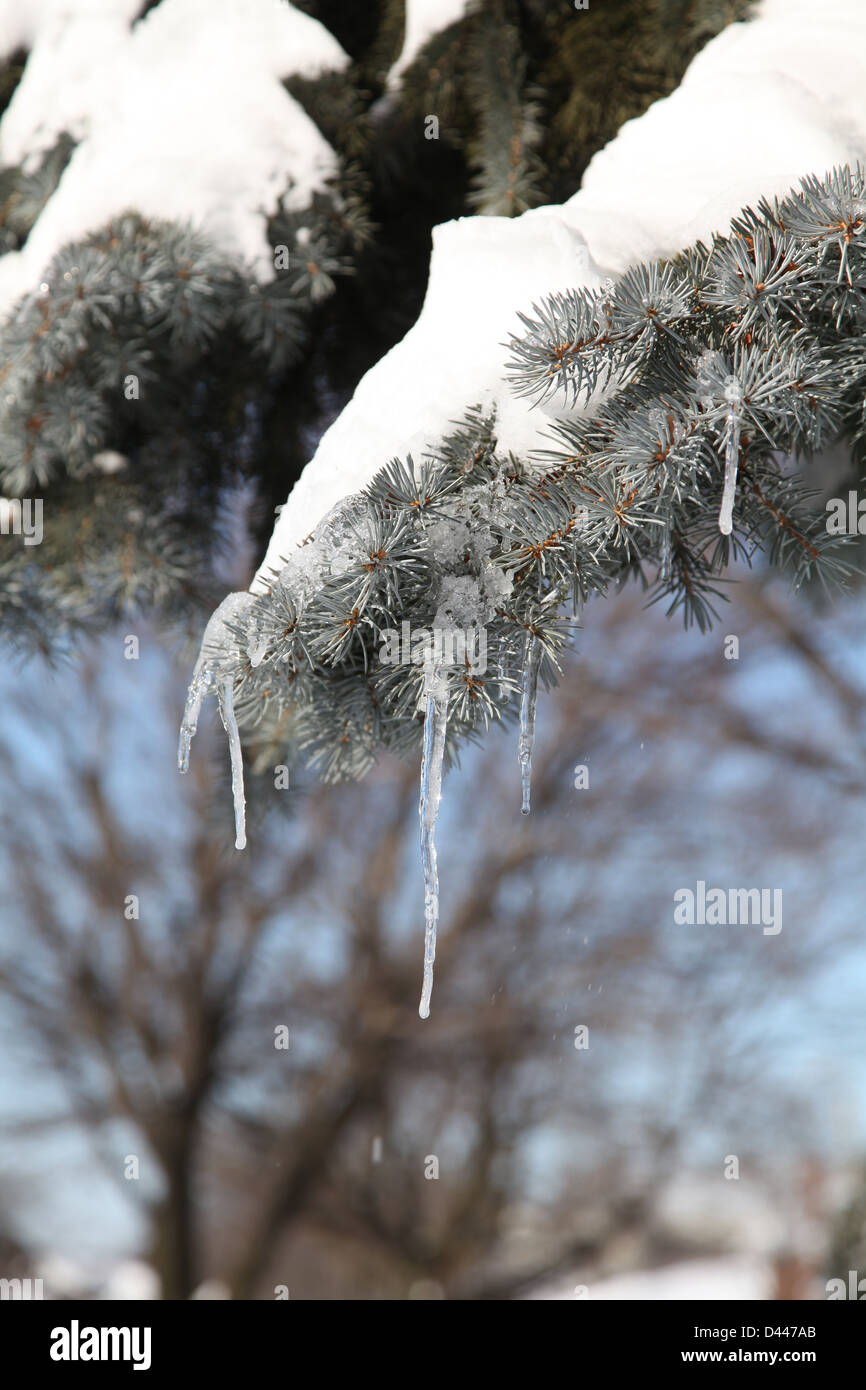 Acqua congelata goccia ramo di albero neve Foto Stock