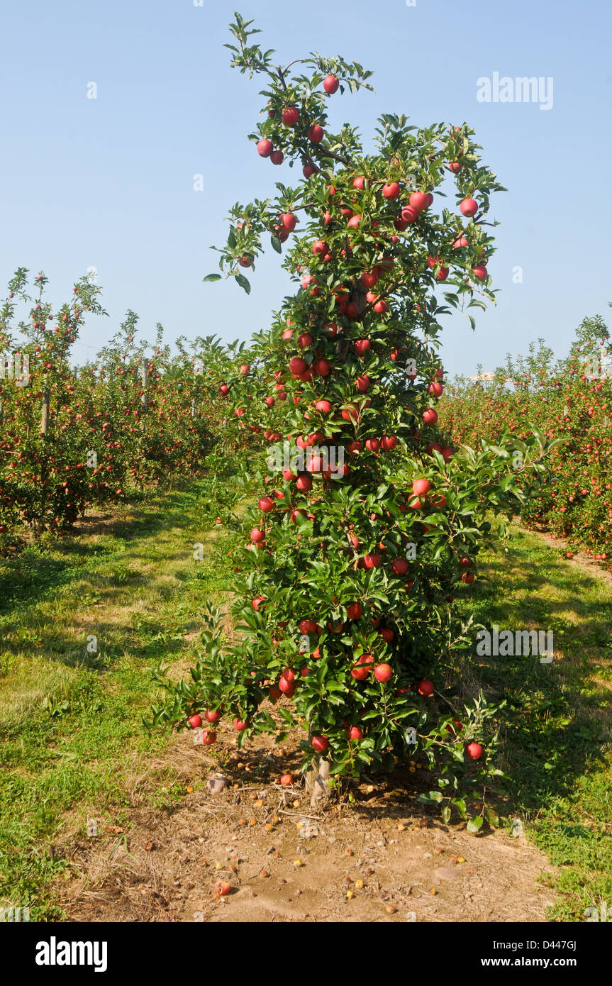 Mele su alte albero di mandrino in Orchard Foto Stock