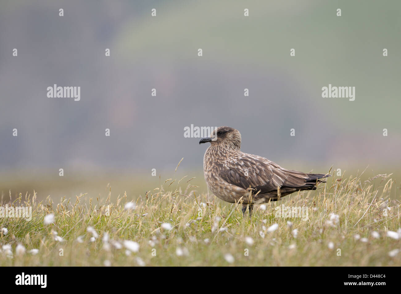 Arctic Skua in piedi in erba di cotone. Foto Stock