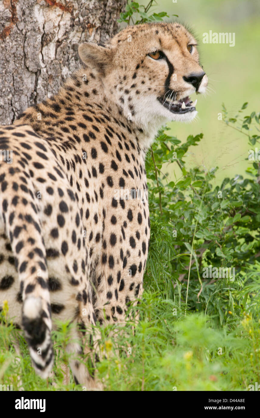 Ghepardo (Acinonyx jubatus) in piedi da un albero, guardando sopra la sua spalla Foto Stock