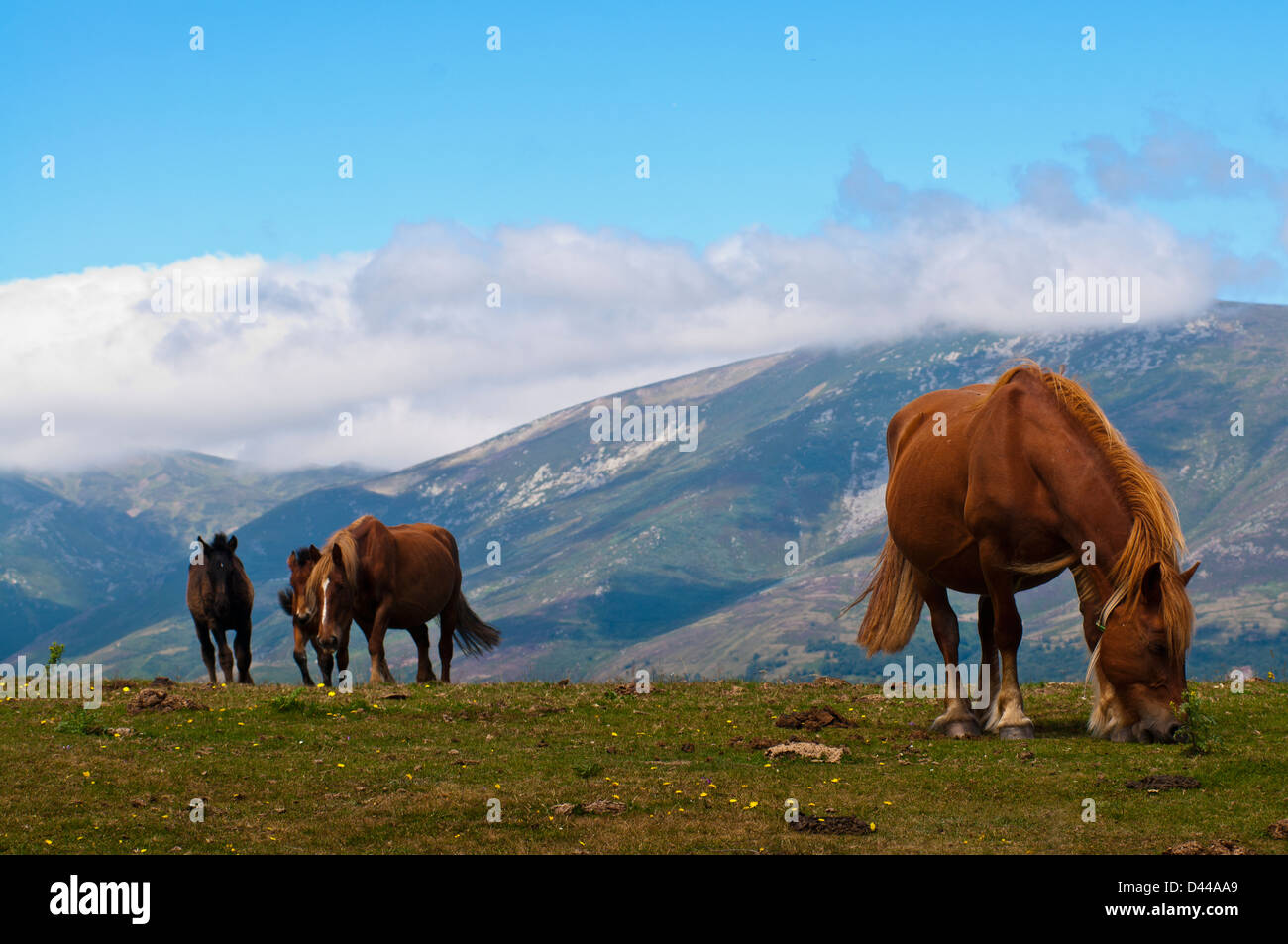 Il cavallo in un monte alto campo, Cantabria, SPAGNA Foto Stock