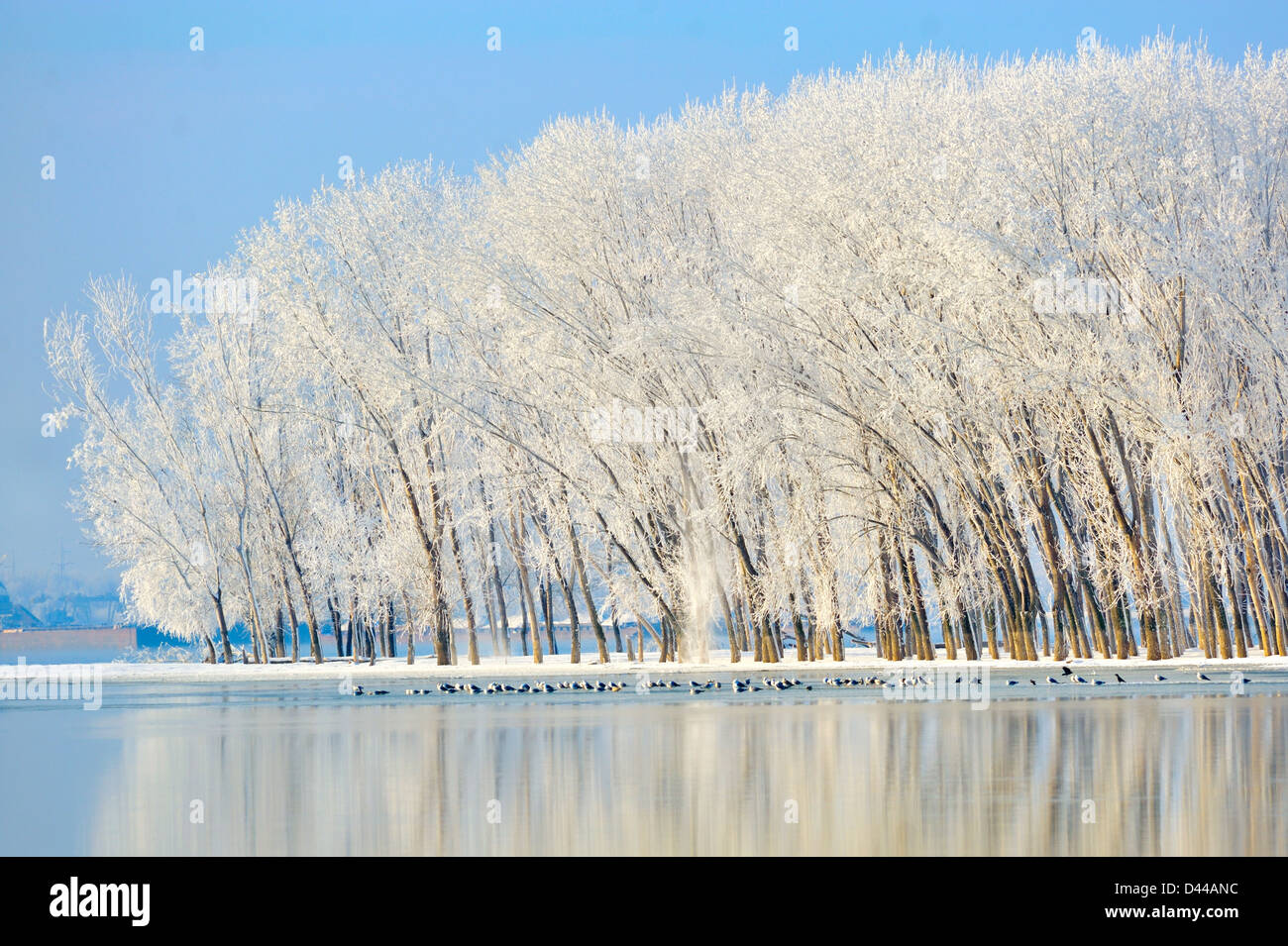 Inverno alberi coperto di brina Foto Stock