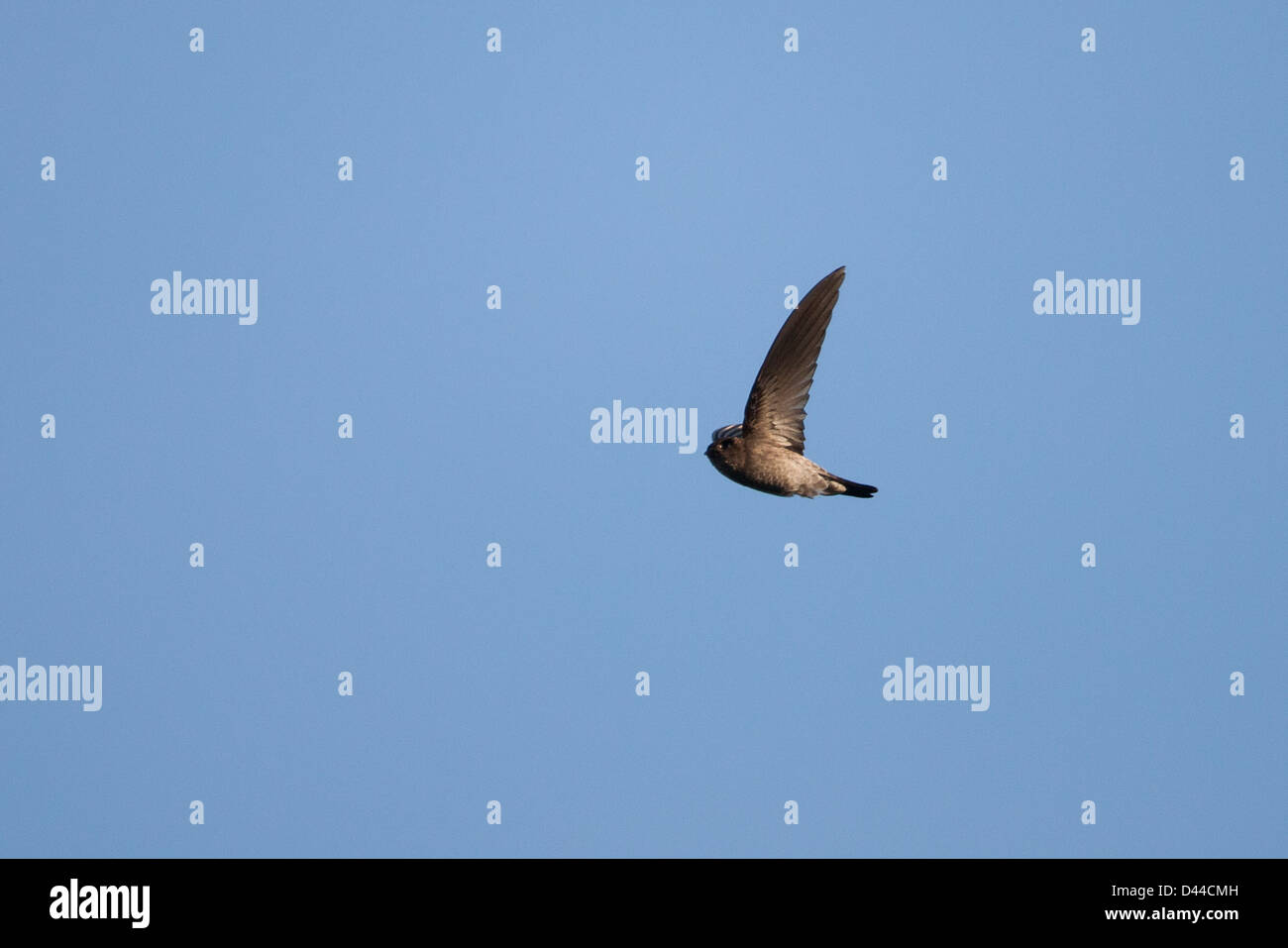 Grotta (Swiftlet Collocalia linchi linchi), grotta gruppo, in volo a Bali, in Indonesia Foto Stock