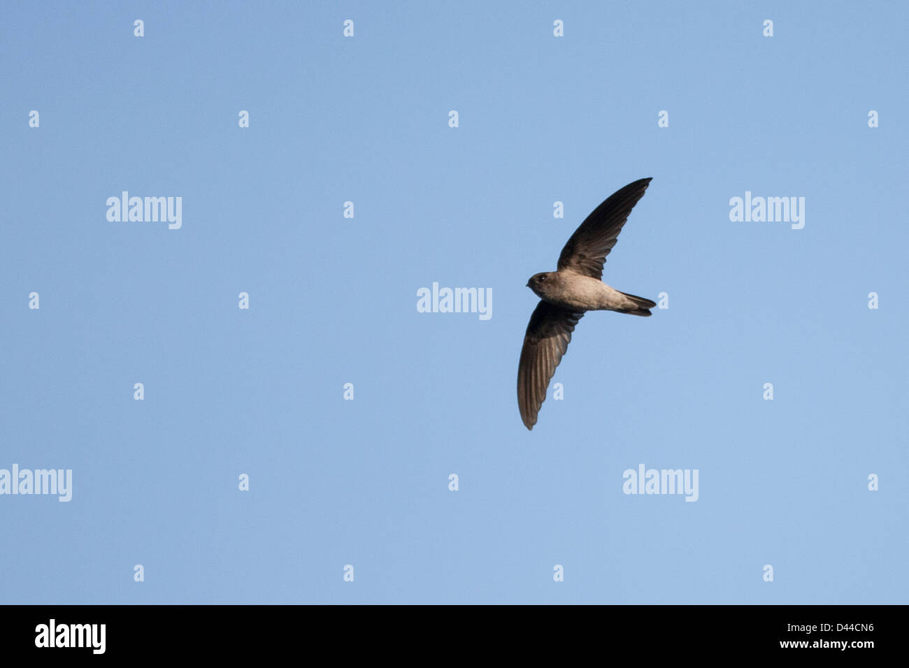 Grotta (Swiftlet Collocalia linchi linchi), grotta gruppo, in volo a Bali, in Indonesia Foto Stock