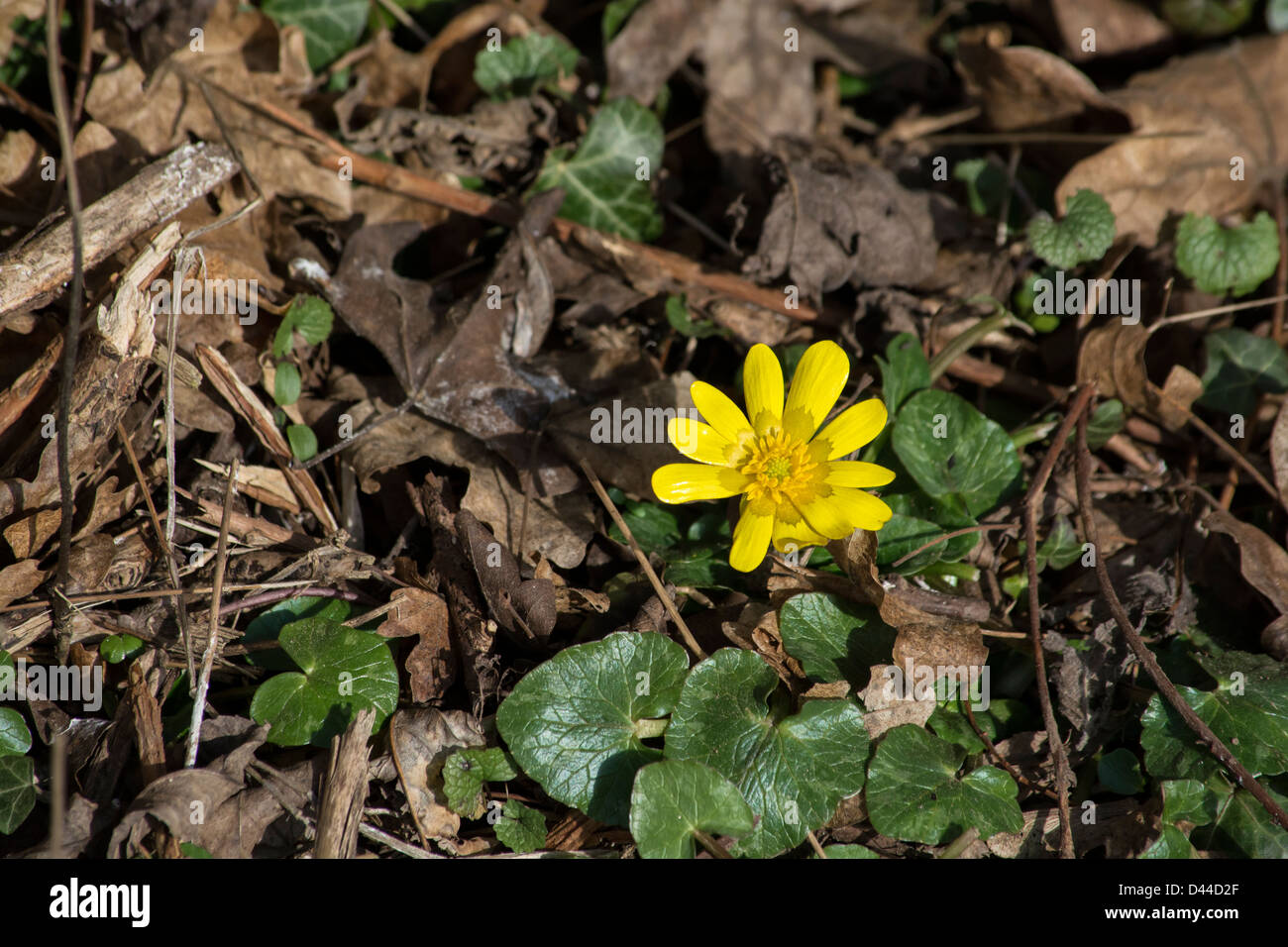 Una splendida fioritura precoce lesser celandine Foto Stock Una splendida fioritura precoce lesser celandine Foto Stock
