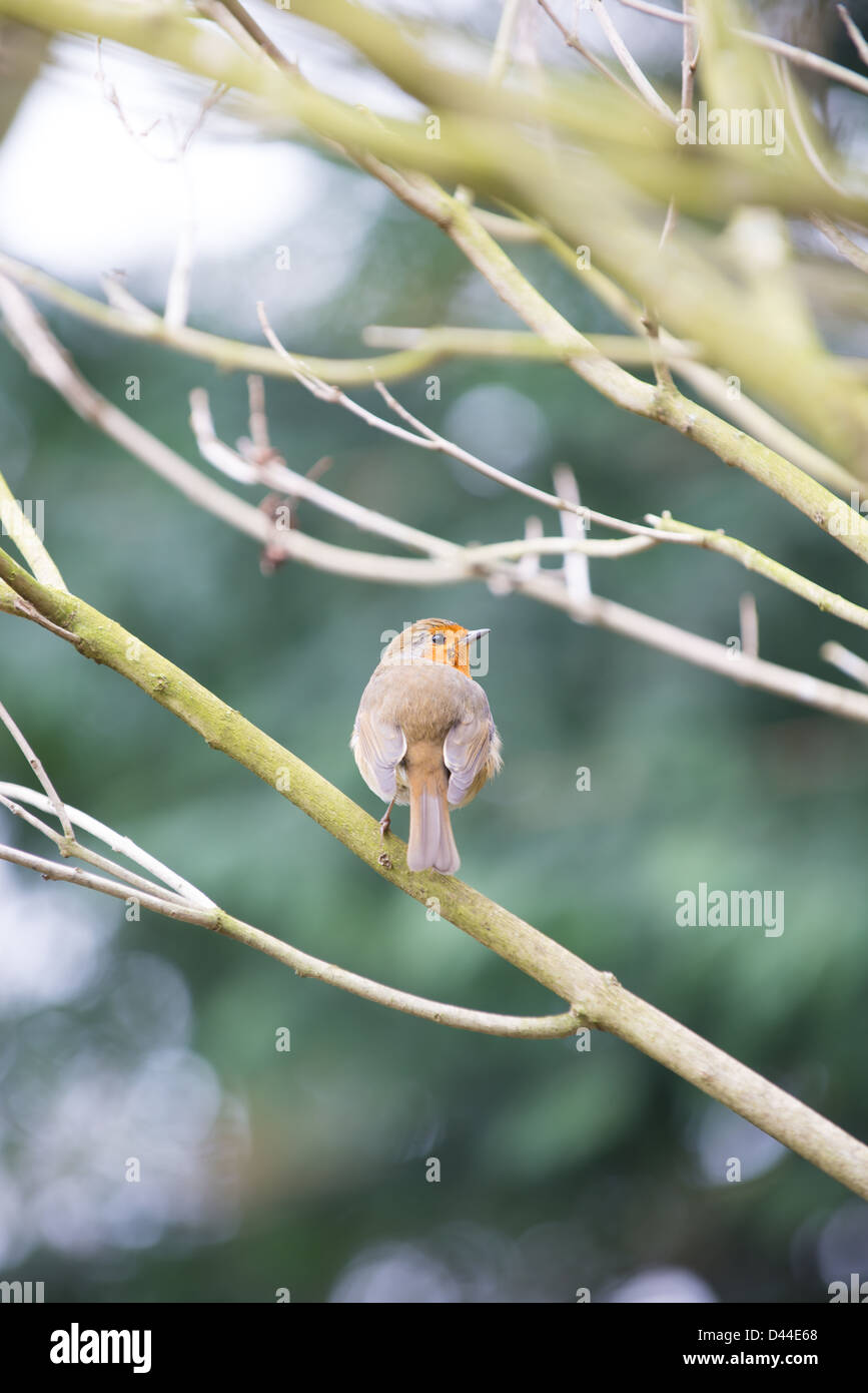 Robin, Neve, Natale, log, giardino, bird, inverno Foto Stock