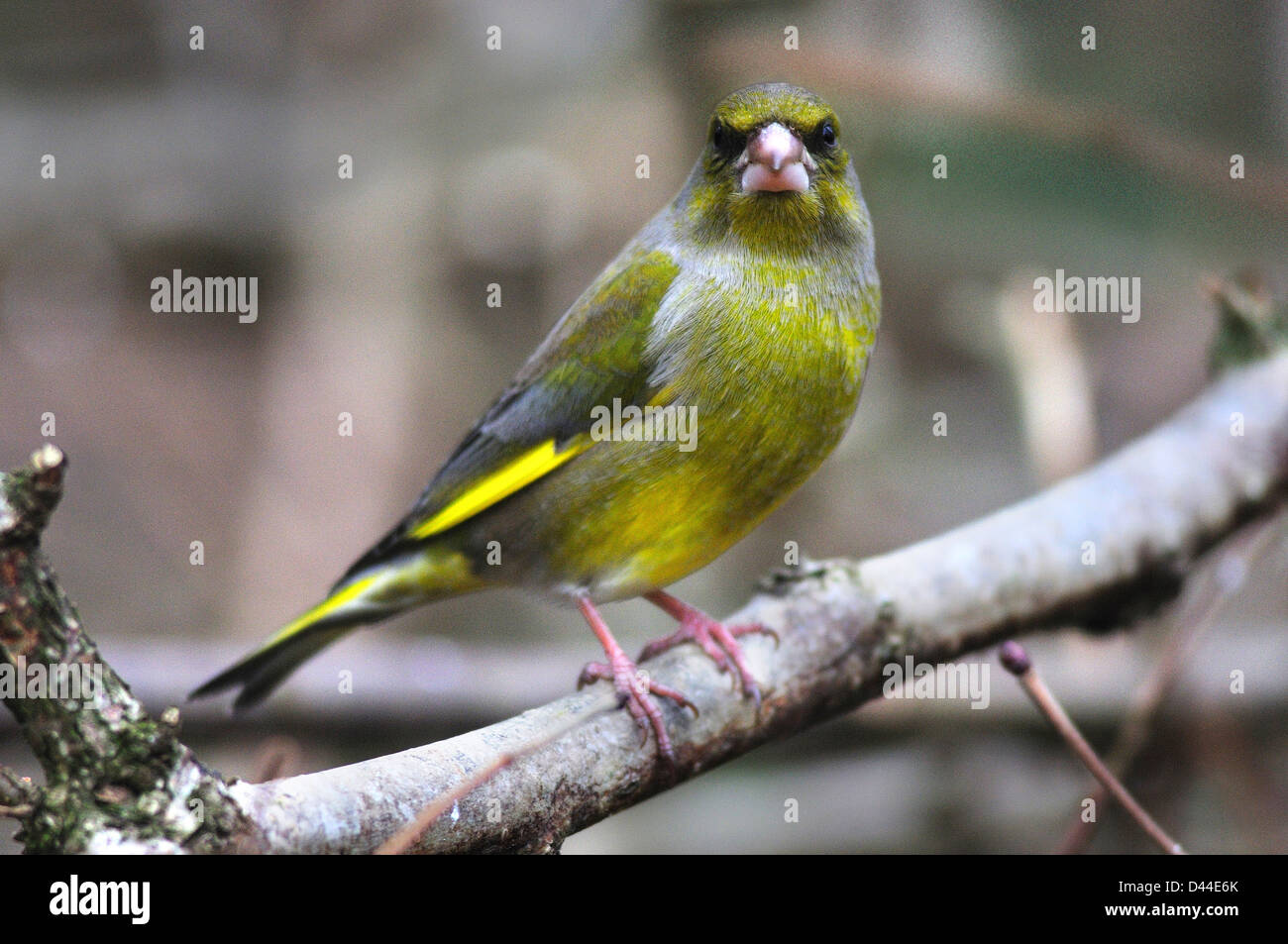 Un Verdone Foto Stock