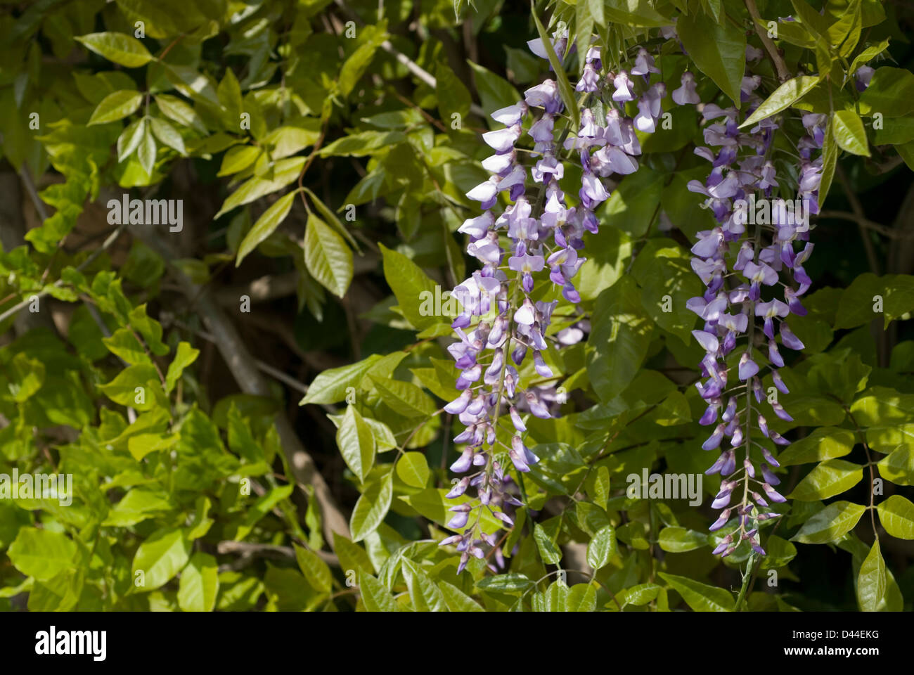 Il cinese wisteria Wisteria sinensis, Glicine, Fabaceae, Foto Stock