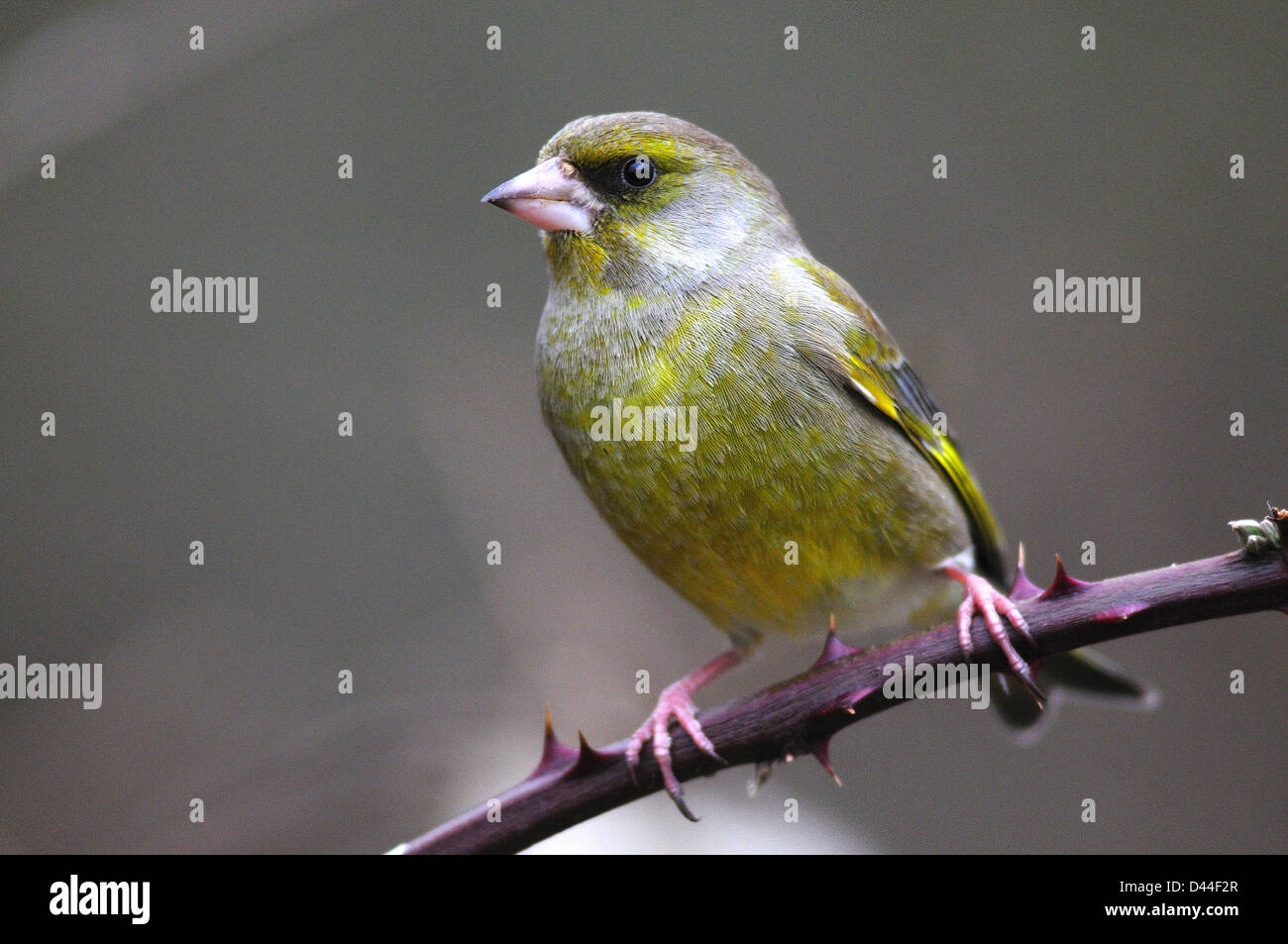 Un maschio di verdone Foto Stock