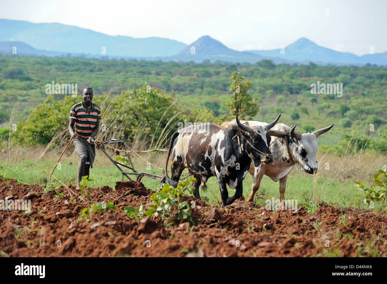 ANGOLA, Kwanza Sul, colture alimentari come ad esempio il mais di mais o di manioca, agricoltura in villaggio vicino Waku Kungo Foto Stock