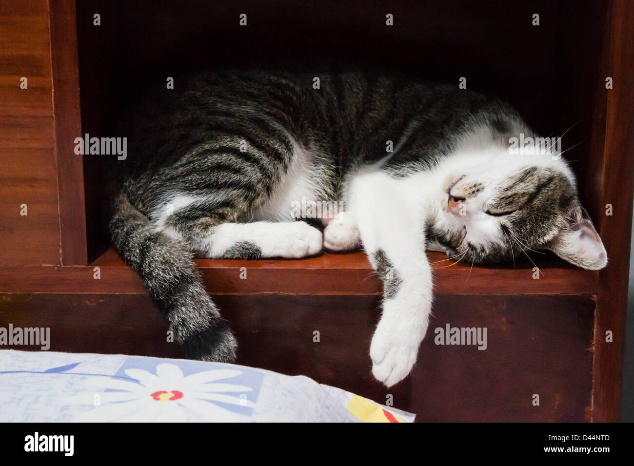 Gatto siamese gatto dorme su una scatola di legno bed Foto Stock