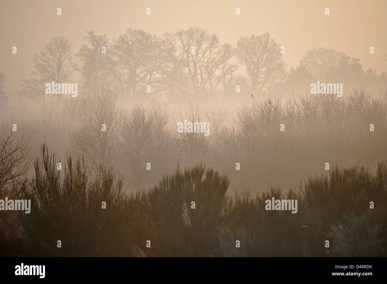 Early Morning mist oltre la brughiera nel mezzo di Ascot Racecourse Foto Stock