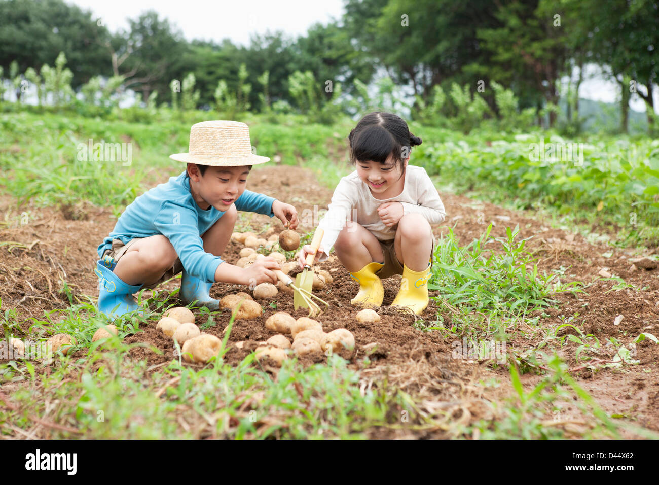 I bambini la raccolta di patate insieme in una fattoria Foto Stock